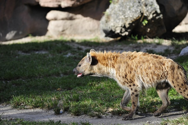 鬣狗 动物 坦桑尼亚 - 上的免费照片