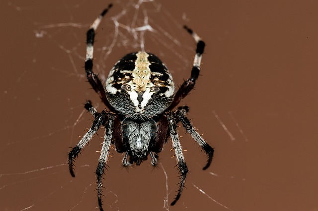 蜘蛛 蛛网 自然 - 上的免费照片