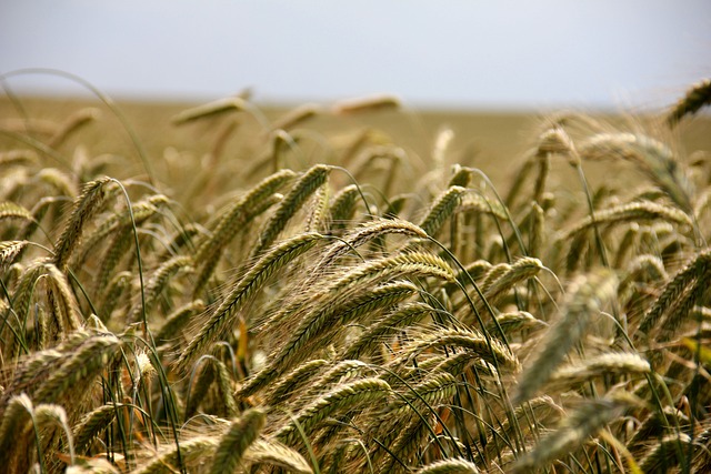 小麦 原野 草 - 上的免费照片