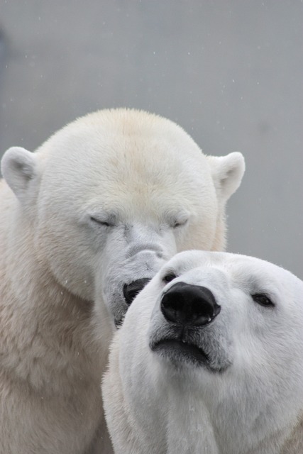 冰熊 北极熊 熊 - 上的免费照片