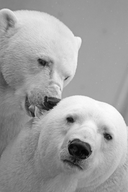 冰熊 北极熊 熊 - 上的免费照片