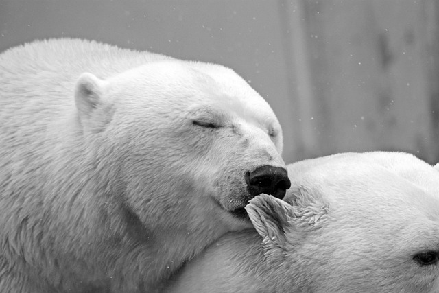 北极熊 熊 动物 - 上的免费照片
