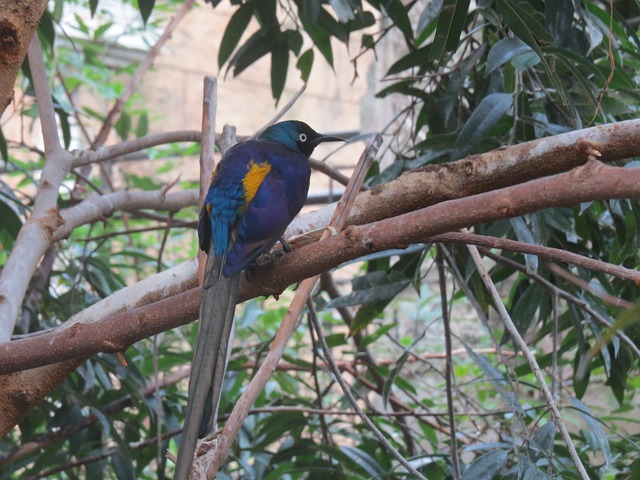 皇家史达琳 特写 鸟 - 上的免费照片