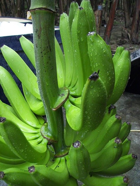 香蕉树 卡文迪什品种 生物 - 上的免费照片