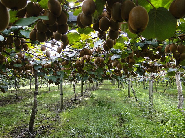 奇异果 猕猴桃人工林 绿色奇异果 - 上的免费照片