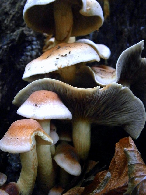 蘑菇 棕色的 白色的 - 上的免费照片