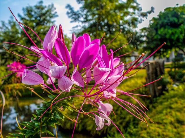 蜘蛛花 吊兰 开花 - 上的免费照片