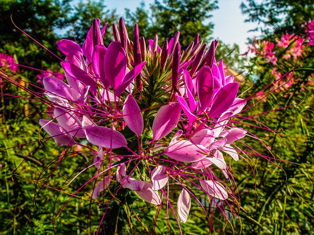 蜘蛛花 吊兰 开花 - 上的免费照片