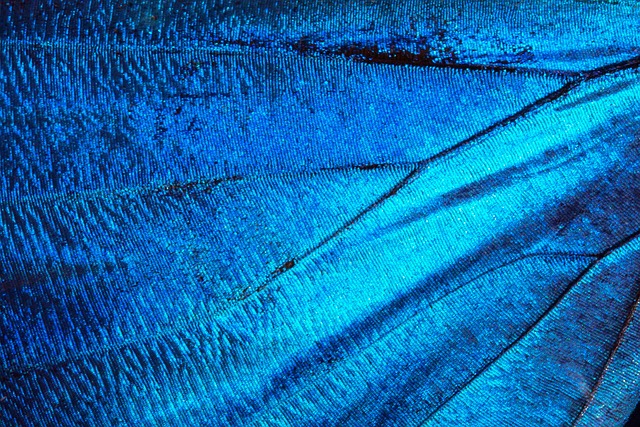 蝴蝶 异国情调 南美洲 - 上的免费照片