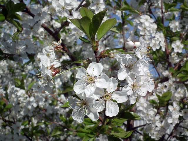 花卉 樱桃 叶的分支 - 上的免费照片