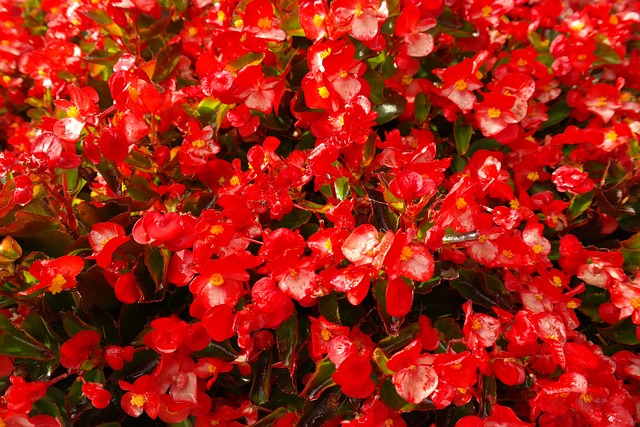 冰秋海棠 花 开花 - 上的免费照片