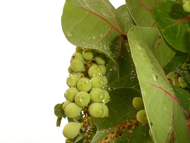 海葡萄 湾葡萄 Coccoloba Uvifera - 上的免费照片