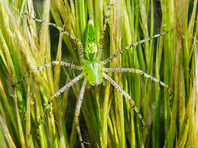 绿色猞猁蜘蛛 Peucetia 甲型溶血性 蜘蛛 - 上的免费照片