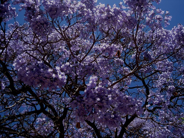 Jakaranda 树 花 - 上的免费照片