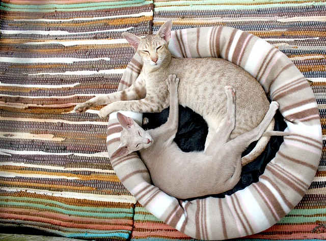 猫 小猫 暹罗 - 上的免费照片