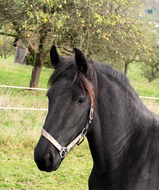 马 敲击 友好的 - 上的免费照片