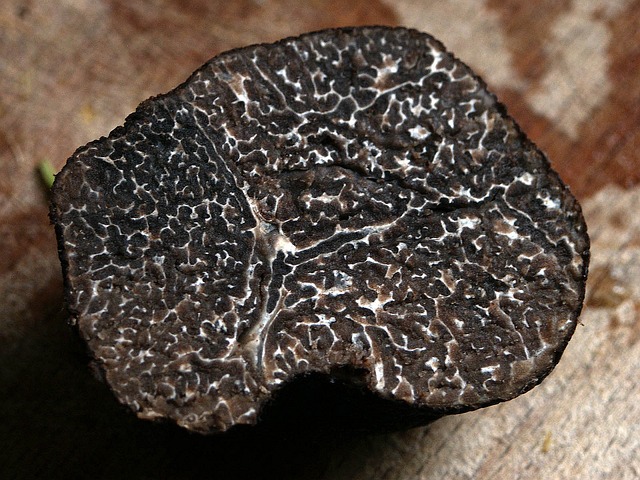 冬季松露 块茎Brumale的 松露 - 上的免费照片