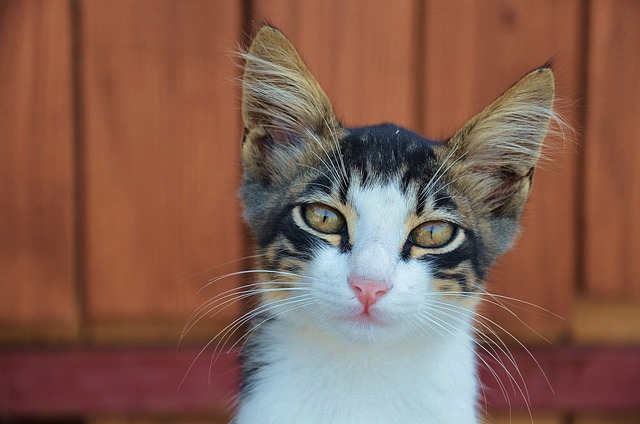 猫 可爱猫咪 猫脸 - 上的免费照片
