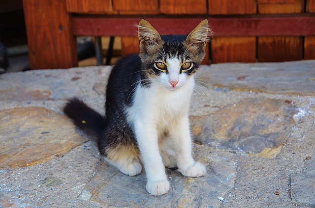 猫 可爱猫咪 猫脸 - 上的免费照片