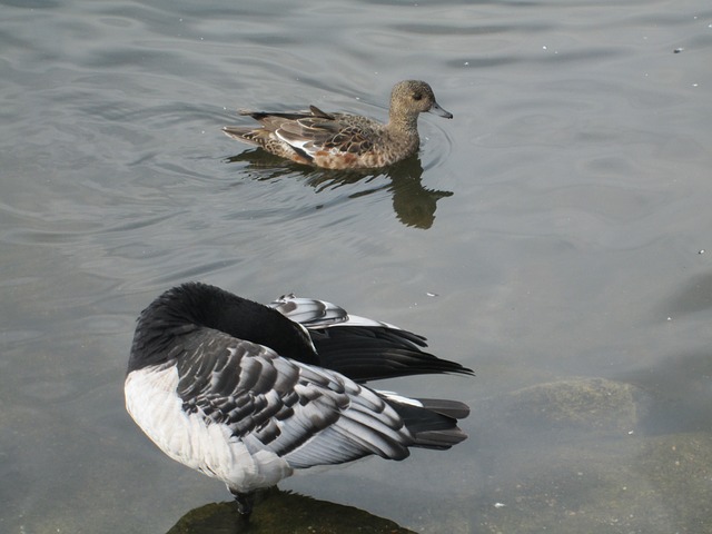 Branta Leucopsis 藤壶鹅 艾奈斯佩内洛普 欧亚 - 上的免费照片