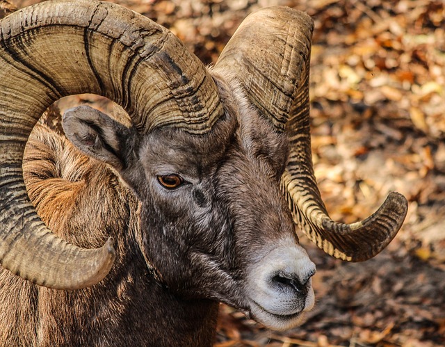 动物 大角羊 野生动物 - 上的免费照片