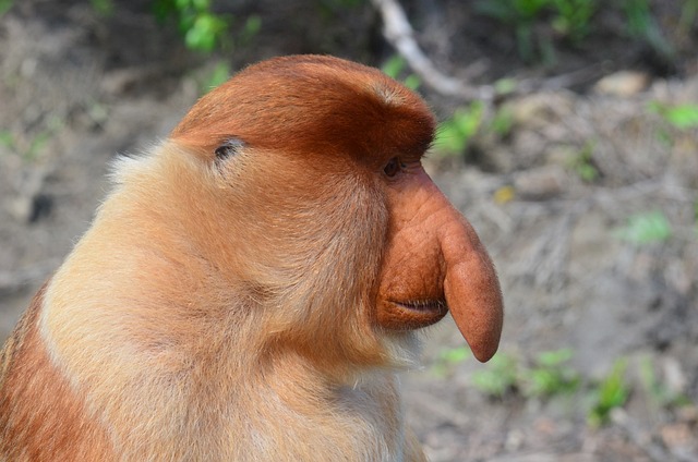婆罗洲 猿 长长鼻猴 - 上的免费照片