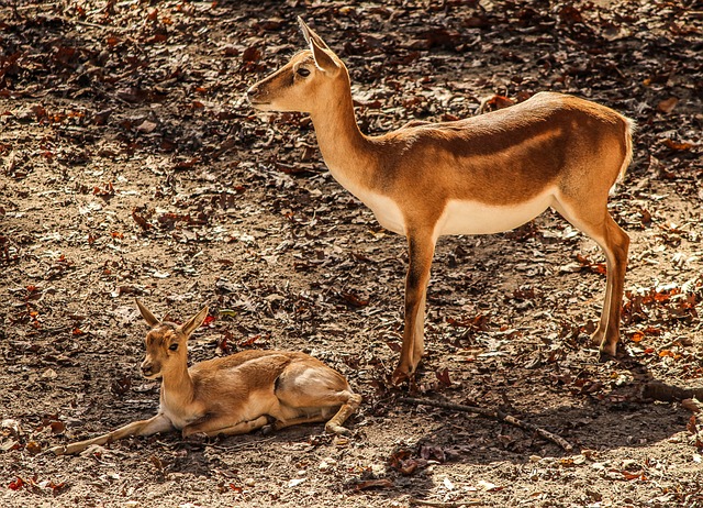 瞪羚黑斑羚 母亲 羚羊 - 上的免费照片