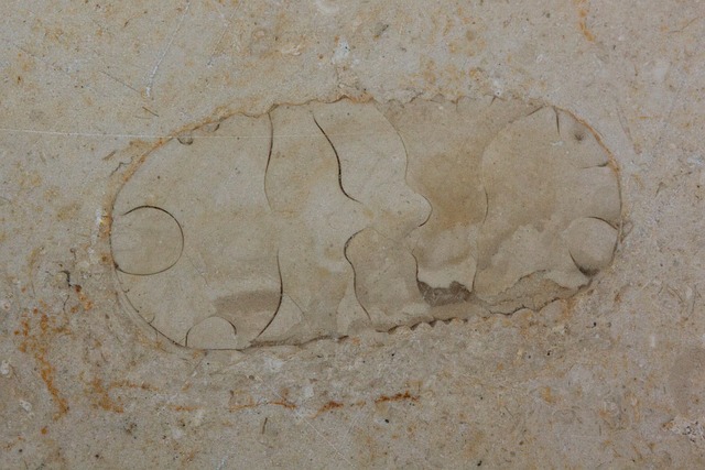 石化 化石的野兽 化石 Solnhofen - 上的免费照片