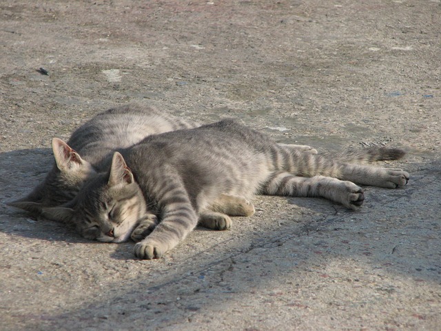 猫 双胞胎 灰色的 - 上的免费照片