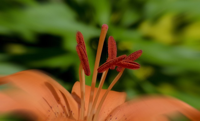 Feuerlilie 百合 Bulbiferum 花 - 上的免费照片