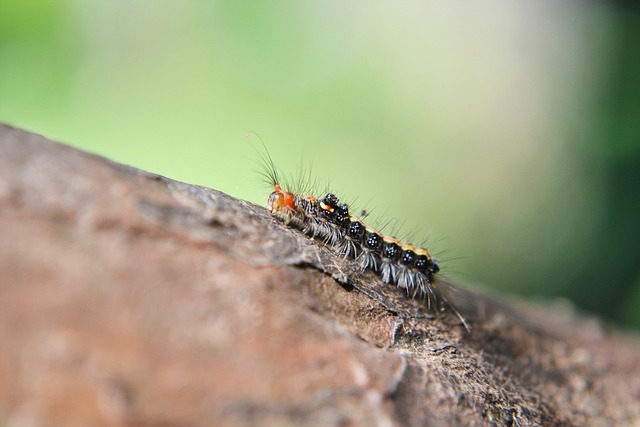 毛虫 叶子 害虫 - 上的免费照片