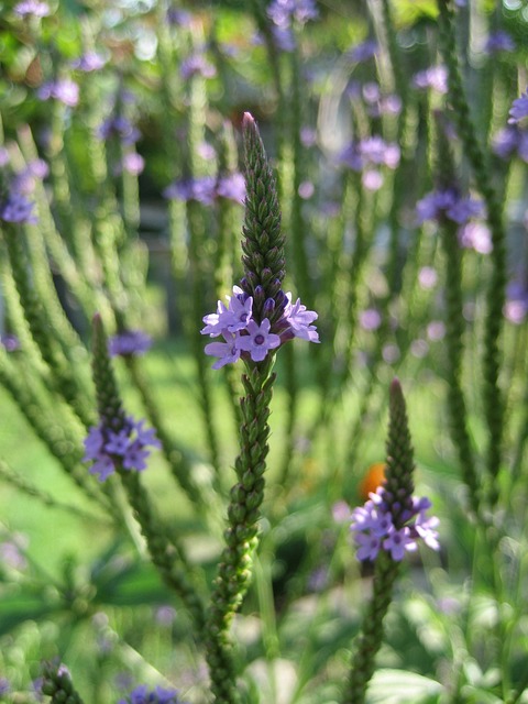 马鞭草 药用植物 花的 - 上的免费照片
