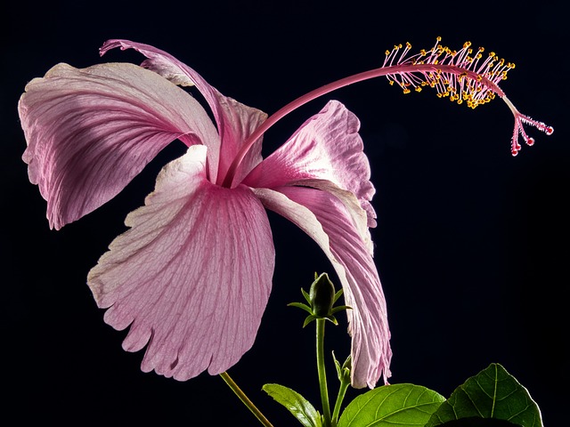 芙蓉 开花 花 - 上的免费照片