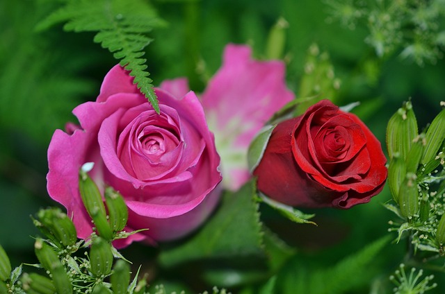 玫瑰 花朵 花园 - 上的免费照片