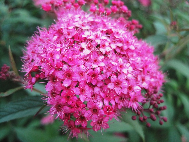 Flowerhead 小花 粉色的 - 上的免费照片