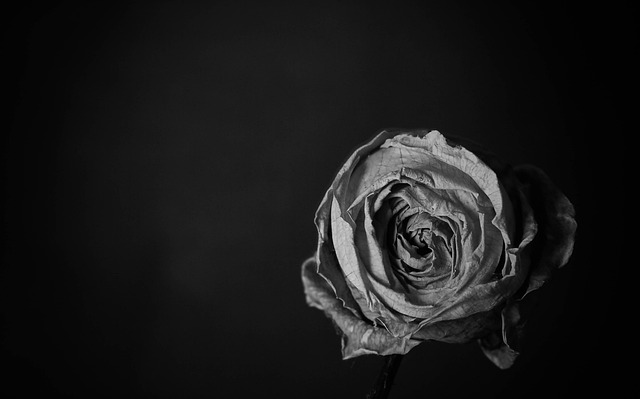 玫瑰 Lowkey 花 - 上的免费照片