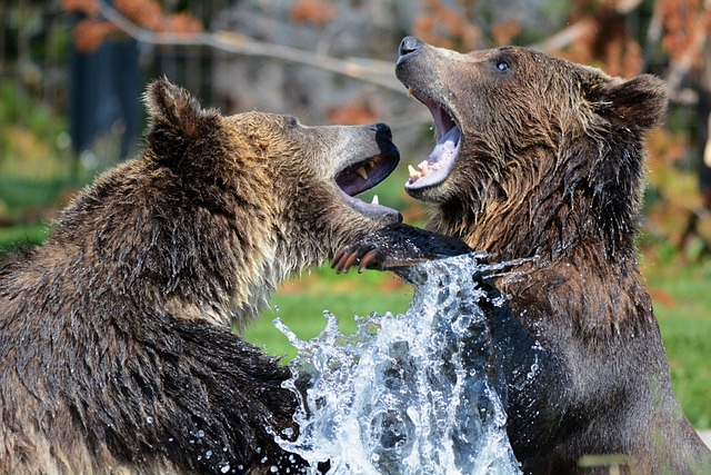灰熊 熊 拳击 - 上的免费照片