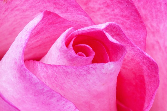 花 玫瑰 花瓣 - 上的免费照片