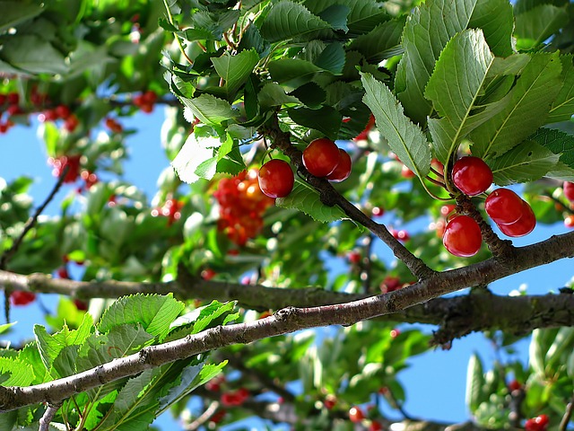 樱桃 水果 树 - 上的免费照片