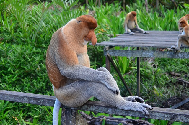 长鼻猴 象鼻 婆罗洲 - 上的免费照片