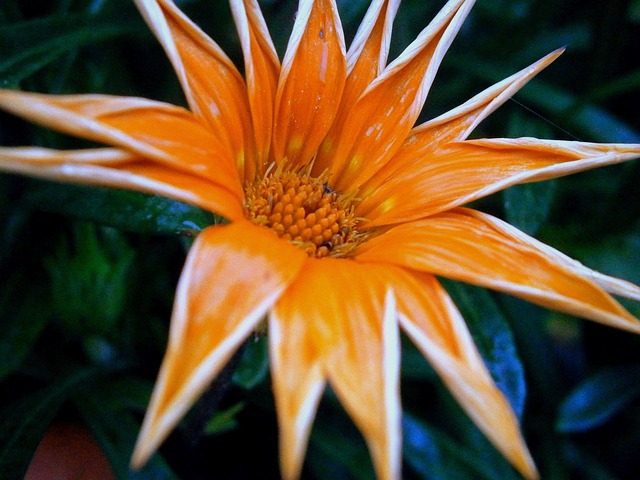 正午黄金 金子 复合材料 - 上的免费照片