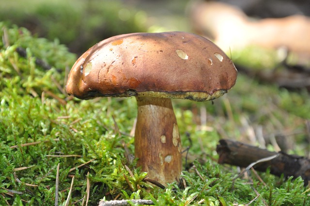 蘑菇 下 森林凋落物 - 上的免费照片