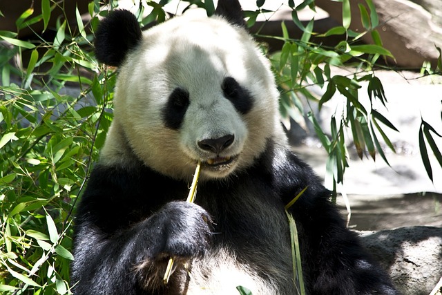 熊猫 熊 动物园 - 上的免费照片