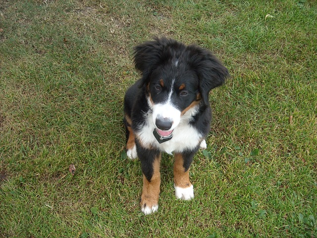 小狗 母狗 Berner 森嫩狗 - 上的免费照片
