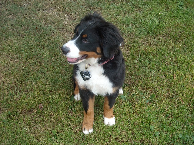 小狗 母狗 Berner 森嫩狗 - 上的免费照片