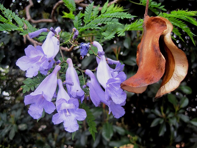 房 Jakaranda 棕色 - 上的免费照片
