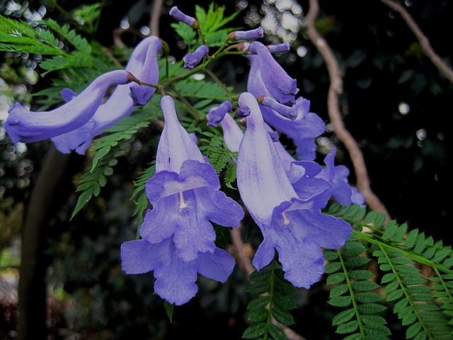 野花 花 Jakaranda 花瓣 - 上的免费照片