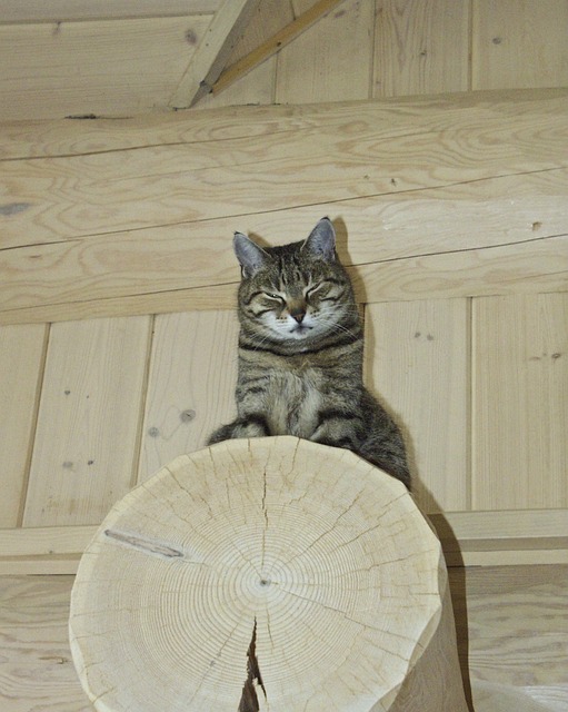 选项卡式的猫 肖像 脸 - 上的免费照片