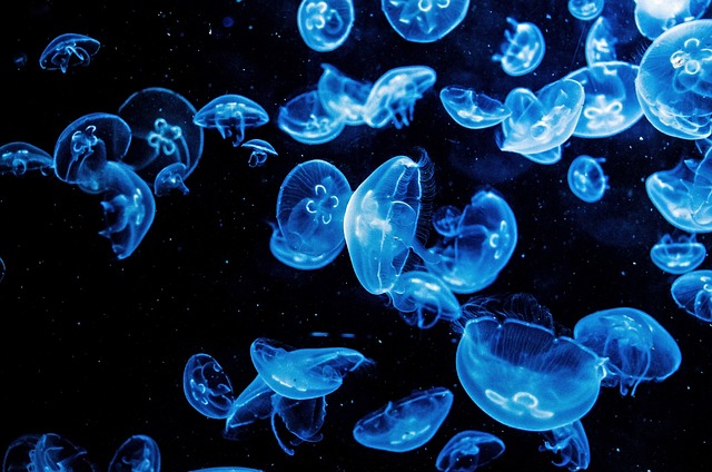 动物 水族馆 水 - 上的免费照片
