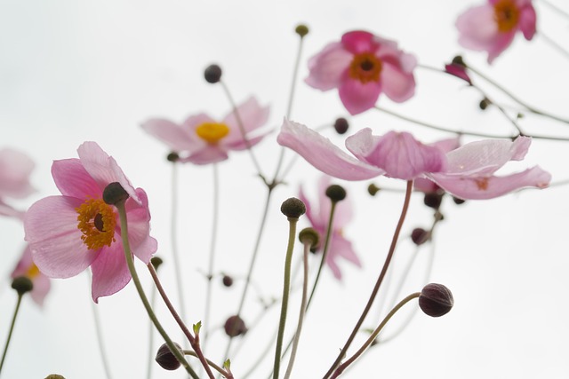 花朵 海葵 植物学 - 上的免费照片
